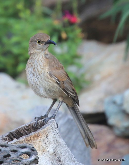 Curve-billed Thrasher - juvenile, Battiste's B&B, Hereford, AZ, 8-21-15, Jp_8941.JPG