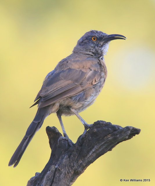 Curve-billed Thrasher, Battiste's B&B, Hereford, AZ, 8-20-15, Jp_8307.JPG