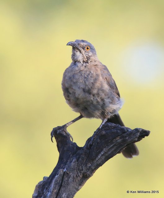Curve-billed Thrasher, Battiste's B&B, Hereford, AZ, 8-20-15, Jp_8311.JPG