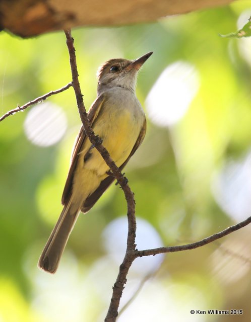 Dusky-capped Flycatcher, Cave Creek, AZ, 8-17-15, Jpa_6273.JPG