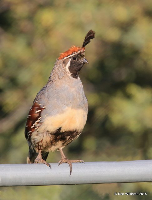 Gambel's Quail male, Hereford,  AZ, 8-20-15, Jp_8392.JPG