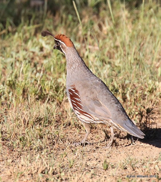 Gambel's Quail male, Paradise, AZ, 8-18-15, Jp_7496.JPG