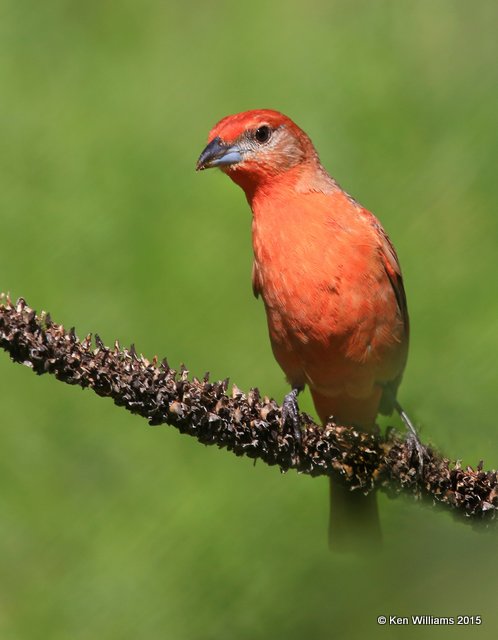 Hepatic Tanager male, Madera Canyon, AZ, 8-23-15, Jp_1316.JPG