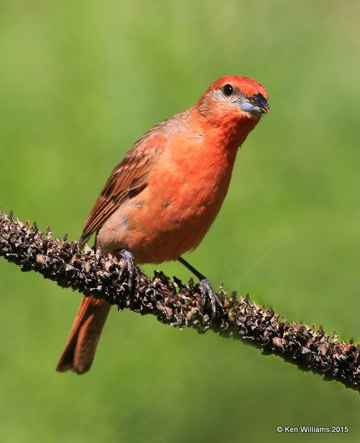 Hepatic Tanager male, Madera Canyon, AZ, 8-23-15, Jp_1331.JPG