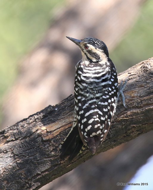 Ladder-backed Woodpecker female, Ash Canyon B&B, Herford, AZ, 8-21-15, Jp_9313.JPG