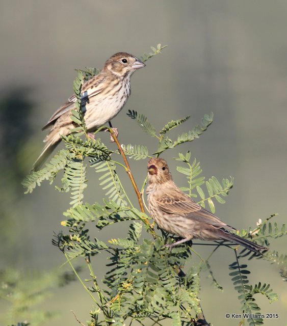 Lark Bunting female & House Finch female, Portal, AZ, 8-16-15, Jp_5010.JPG