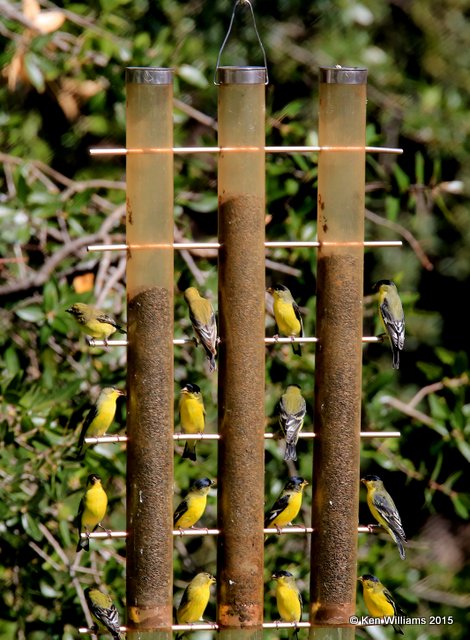 Lesser Goldfinch - Western form - at feeder, Madera Canyon, AZ, 8-23-15, Jp_1088.JPG