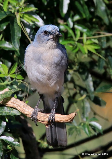 Mexican Jay - Arizona subspecies, Ash Canyon B&B, Herford, AZ, 8-21-15, Jp_9410.JPG