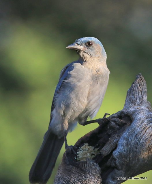 Mexican Jay - Arizona subspecies, Battiste's B&B, Hereford, AZ, 8-21-15, Jp_9055.JPG