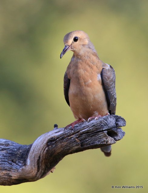 Mourning Dove juvenile, Battiste's B&B, Hereford, AZ, 8-20-15, Jpp_8378.JPG