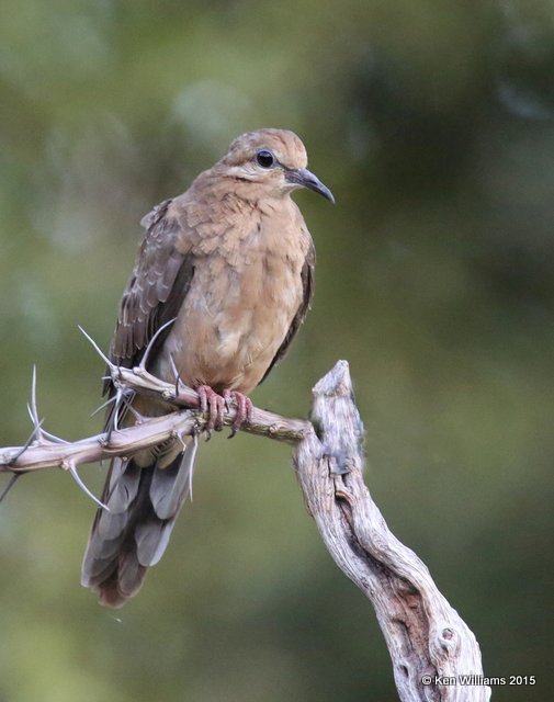 Mourning Dove juvenile, Battiste's B&B, Hereford, AZ, 8-20-15, Jp_8165.JPG