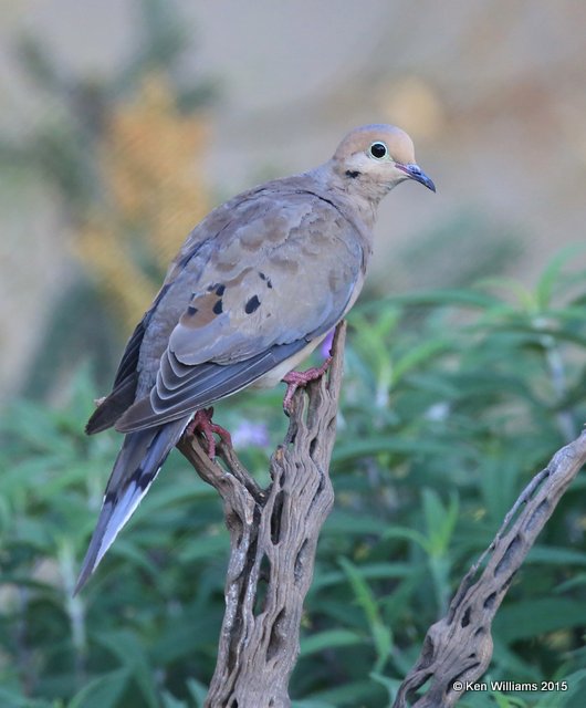 Mourning Dove, Battiste's B&B, Hereford, AZ, 8-21-15, Jp_8958.JPG