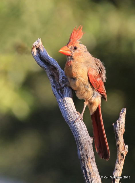 Northern Cardinal female, Battiste's B&B, Hereford, AZ, 8-21-15, Jp_9026.JPG