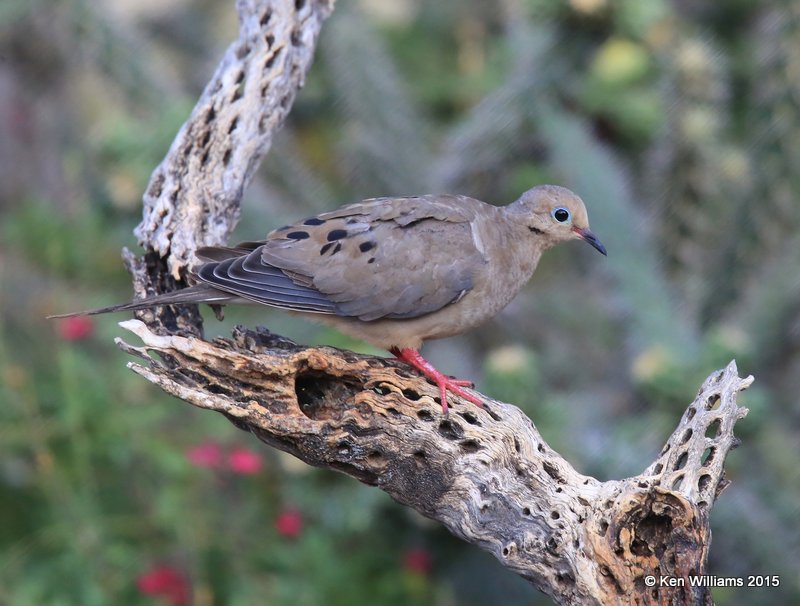 Mourning Dove, Battiste's B&B, Hereford, AZ, 8-21-15, Jp_8919.JPG