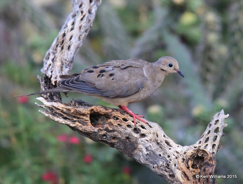 Mourning Dove, Battistes B&B, Hereford, AZ, 8-21-15, Jp_8919.JPG