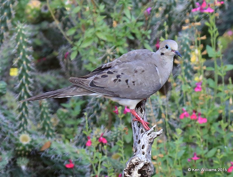 Mourning Dove, Battiste's B&B, Hereford, AZ, 8-21-15, Jp_9017.JPG