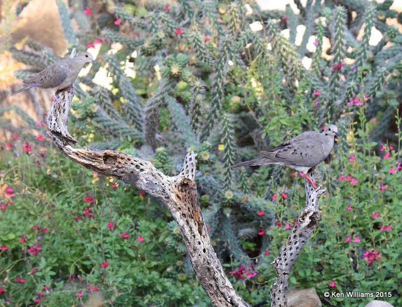 Mourning Dove, Battiste's B&B, Hereford, AZ, 8-21-15, Jpp_9017.JPG
