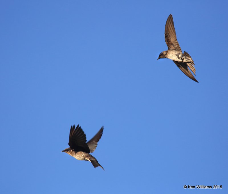 Purple Martin, Saguaro National Park,  AZ, 8-24-15, Jp_1872.JPG