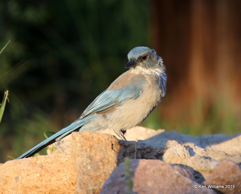 Woodhouse's Scrub-jay, Portal, AZ, 8-16-15, Jp_4941.JPG