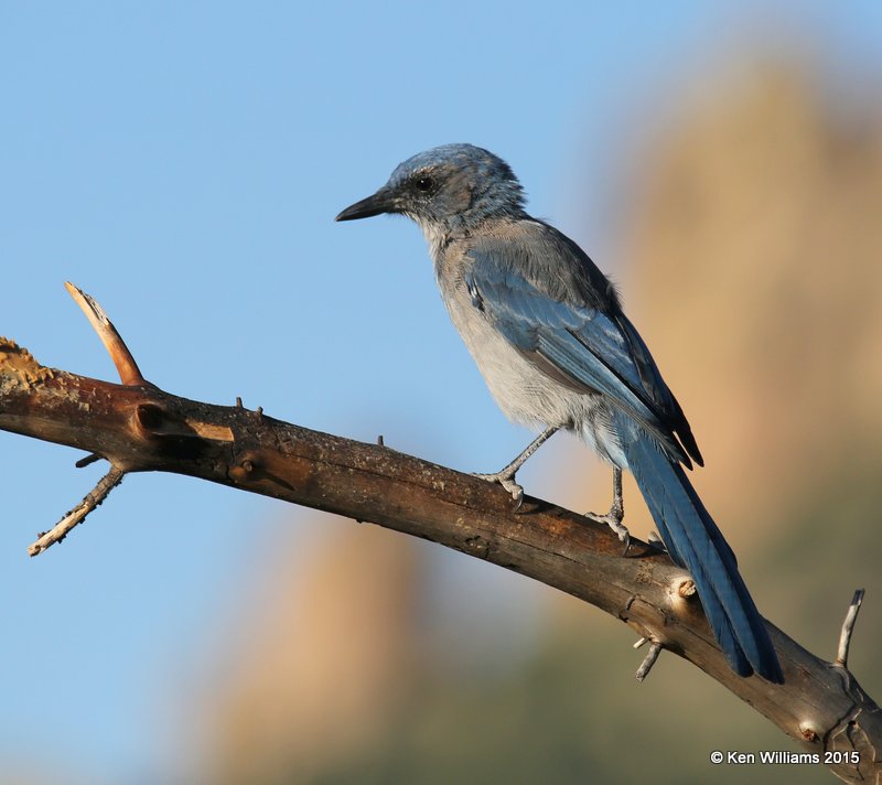 Woodhouse's Scrub-jay, Portal, AZ, 8-16-15, Jp_5046.JPG