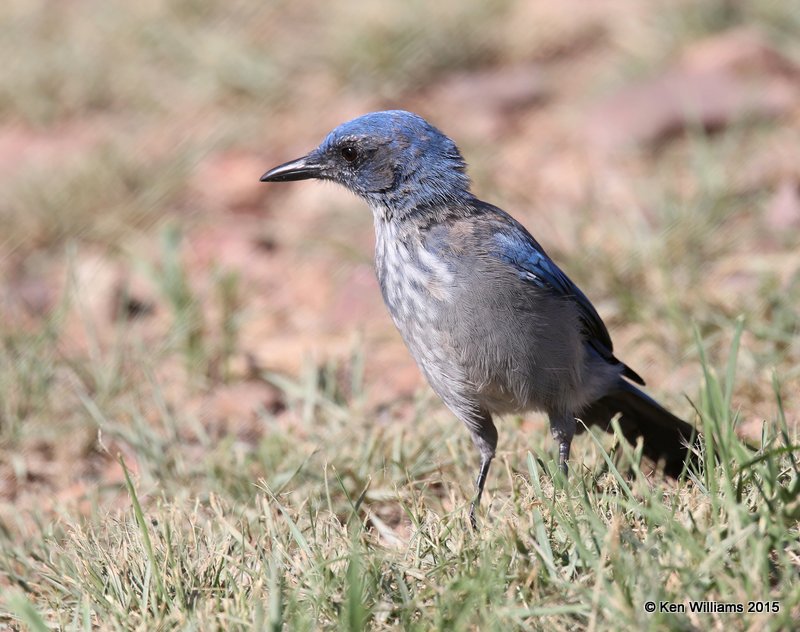 Woodhouse's Scrub-jay, Portal, AZ, 8-16-15, Jp_5174.JPG
