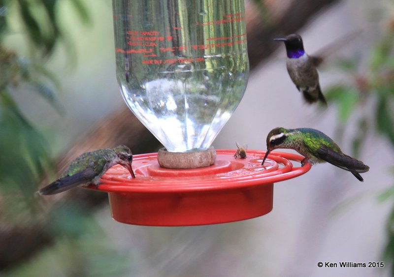  White-eared female right & Broad-billed left Hummingbirds, Miller Canyon, AZ, 8-19-15, Jpp_8001.JPG
