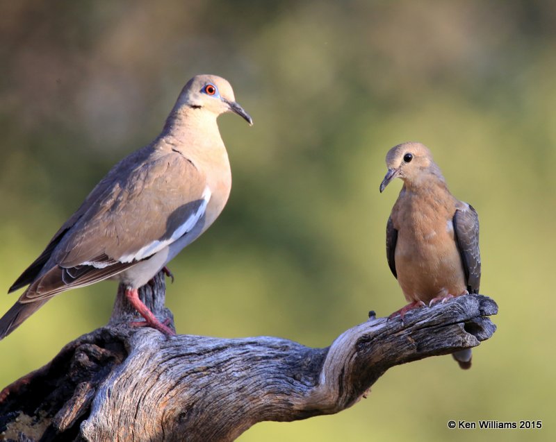 White-winged Dove & Mourning Dove, Battiste's B&B, Hereford,  AZ, 8-20-15, Jp_8378.JPG