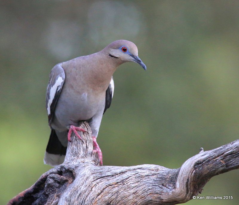 White-winged Dove, Battiste's B&B, Hereford,  AZ 8-20-15, Jp_8186.JPG