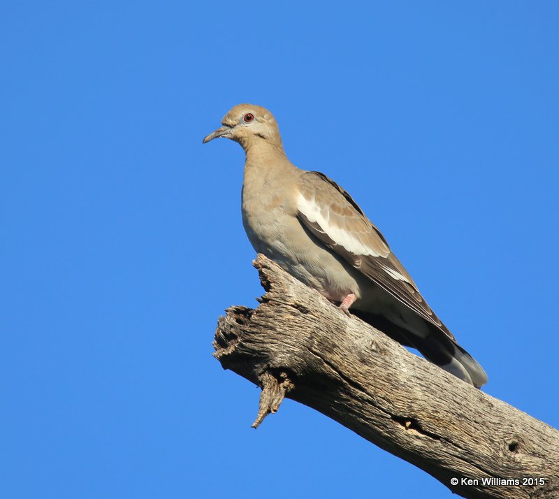 White-winged Dove, Battiste's B&B, Hereford,  AZ 8-20-15, Jp_8264.JPG