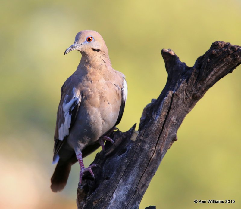 White-winged Dove, Battiste's B&B, Hereford,  AZ 8-20-15, Jp_8343.JPG