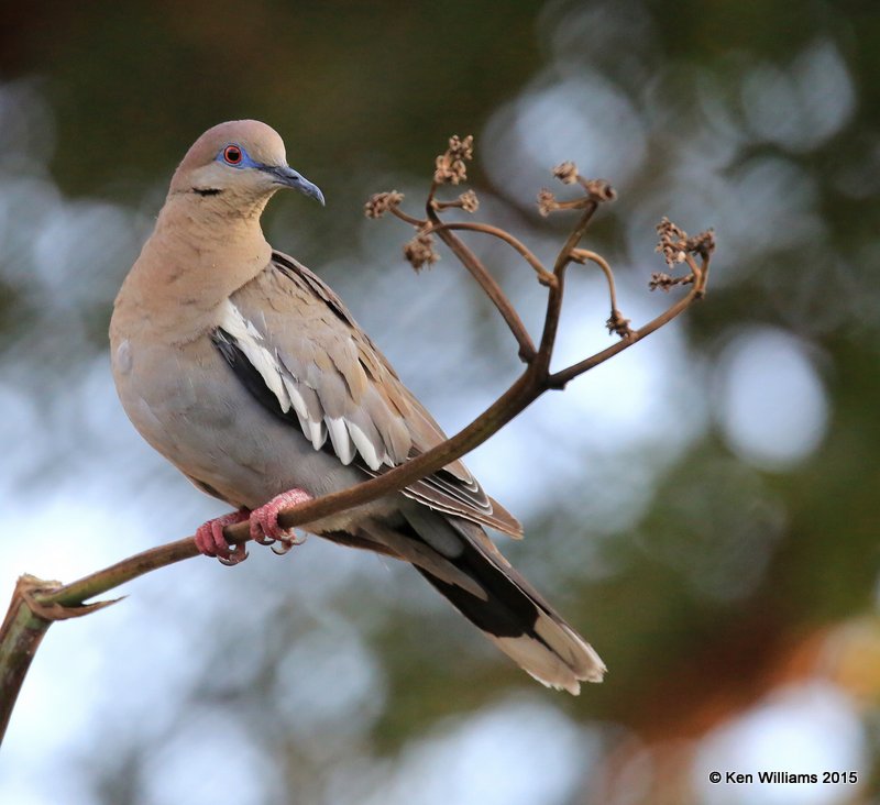 White-winged Dove, Battiste's B&B, Hereford, AZ, 8-20-15, Jp_8211.JPG