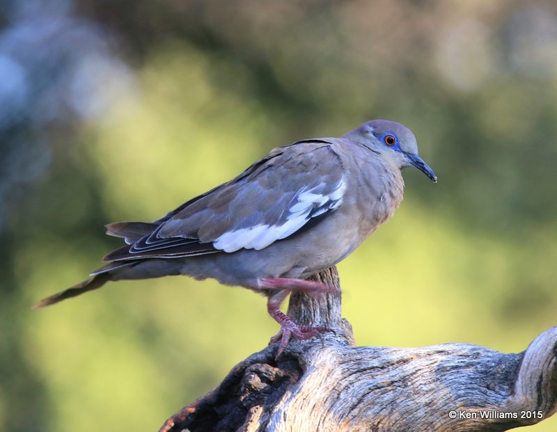 White-winged Dove, Battiste's B&B, Hereford, AZ, 8-21-15, Jp_9021.JPG