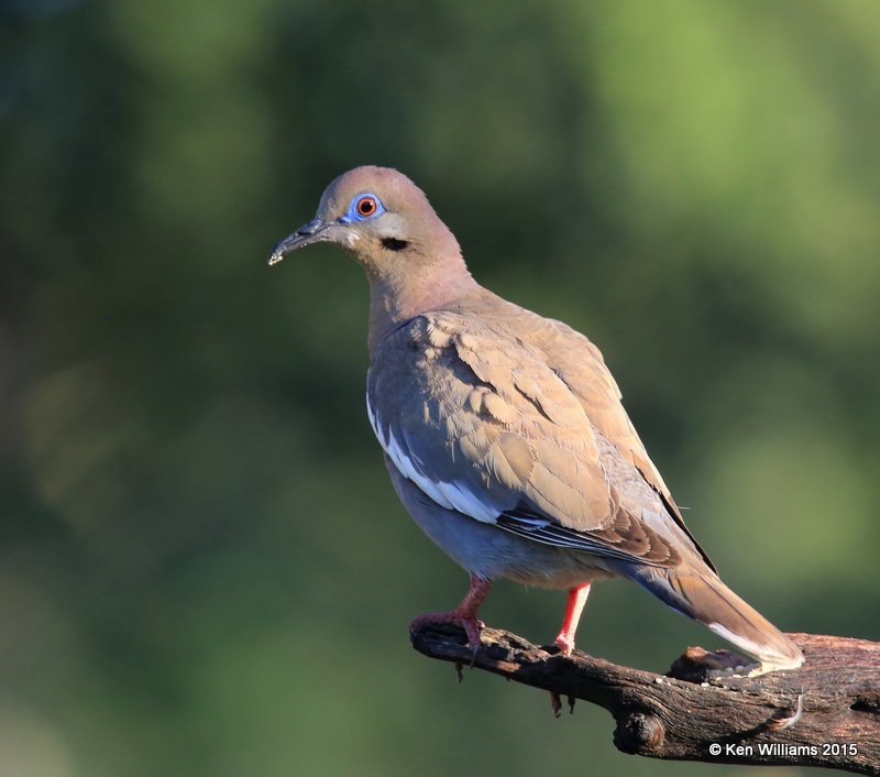 White-winged Dove, Battiste's B&B, Hereford, AZ, 8-21-15, Jp_9034.JPG