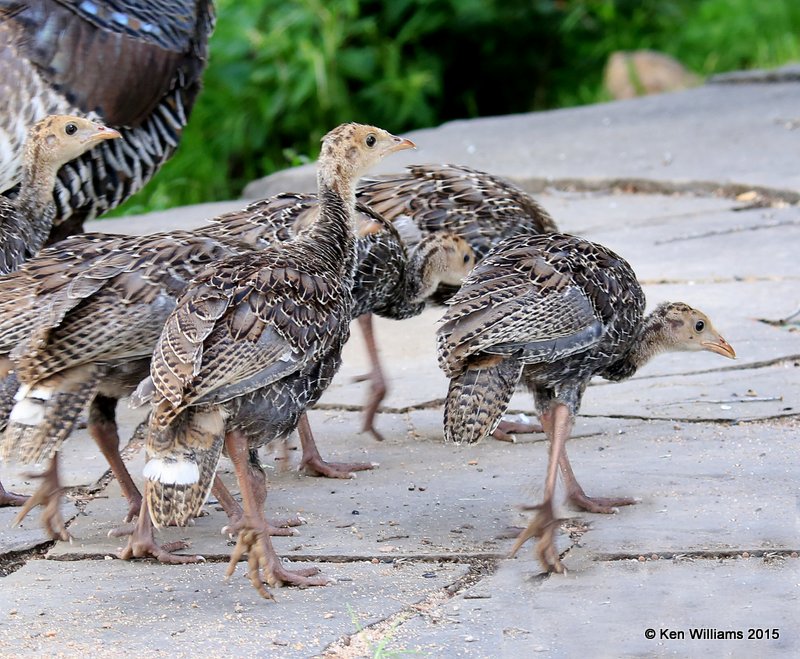 Wild Turkey hen & poult - Goulds subspecies, Ash Canyon B&B, Herford, AZ, 8-21-15, Jpp_9473.JPG