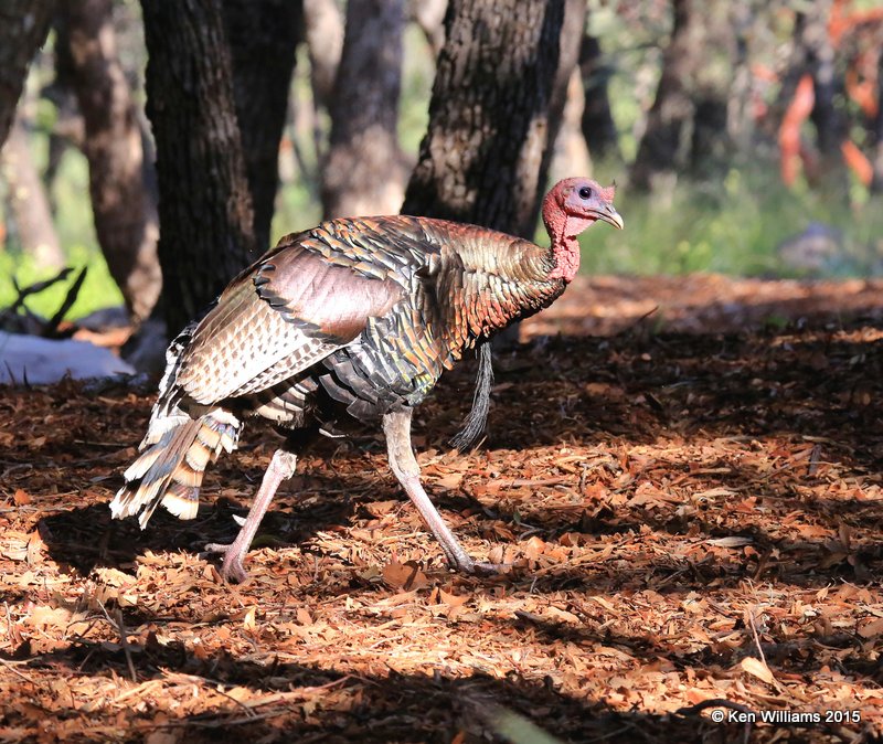 Wild Turkey tom - Goulds subspecies, Ramsey Canyon,  AZ, 8-20-15, Jp_8415.JPG