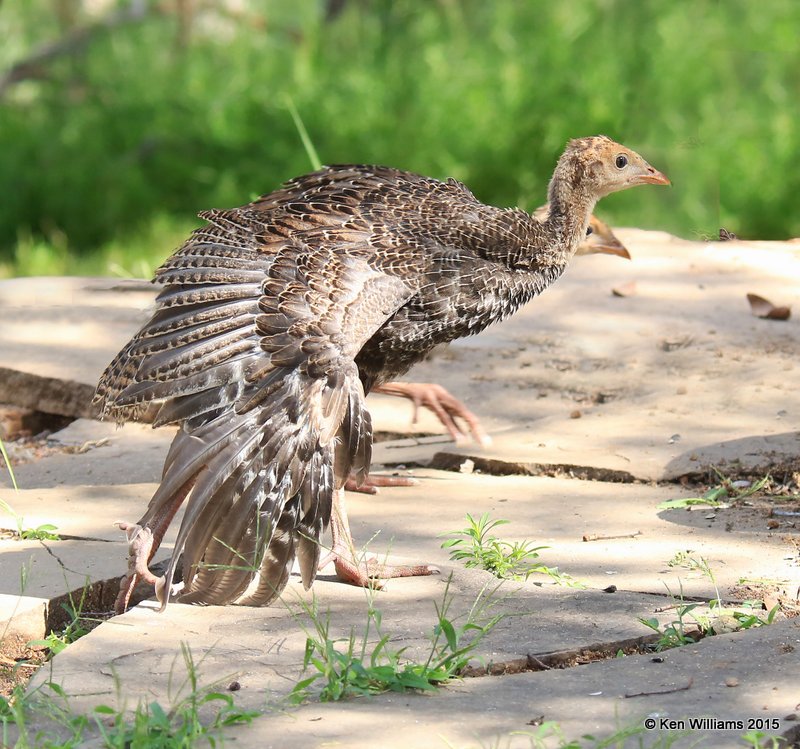 Wild Turkey poult - Goulds subspecies, Ash Canyon B&B, Herford, AZ, 8-21-15, Jp_9468.JPG