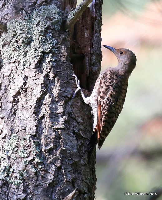 Northern Flicker female - Red Shafted, Ruidoso, NM, 8-14-15, Jp_4181.JPG