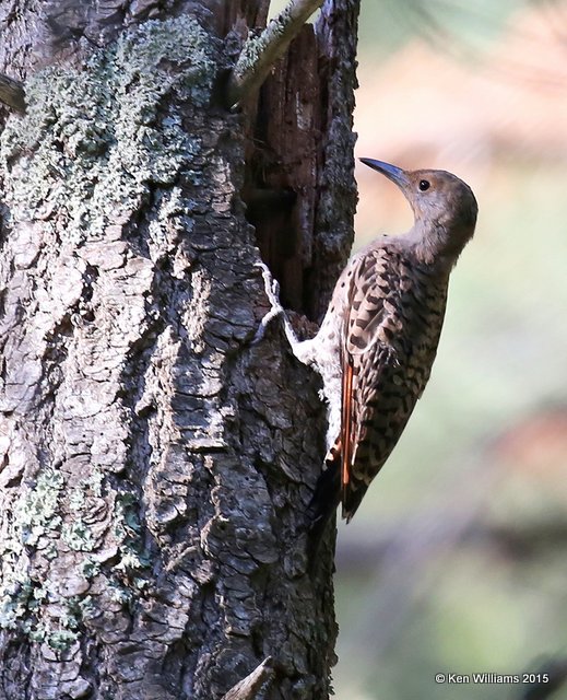 Northern Flicker Red-shafted Flicker variety female, Ruidoso, NM, 8-14-15, Jp_4181.JPG