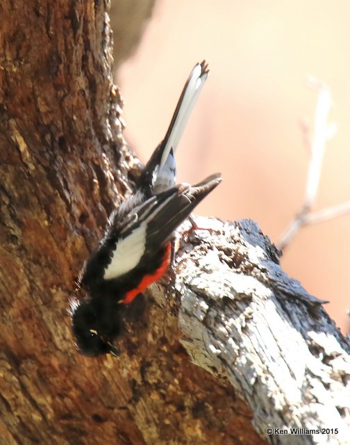 Painted Redstart, Cave Creek, AZ, 8-17-15, Jp_6342.JPG