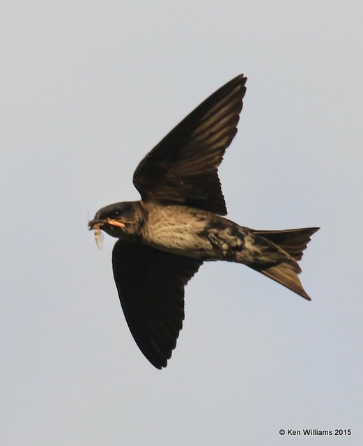 Purple Martin, Saguaro National Park,  AZ, 8-24-15, Jp_1798.JPG