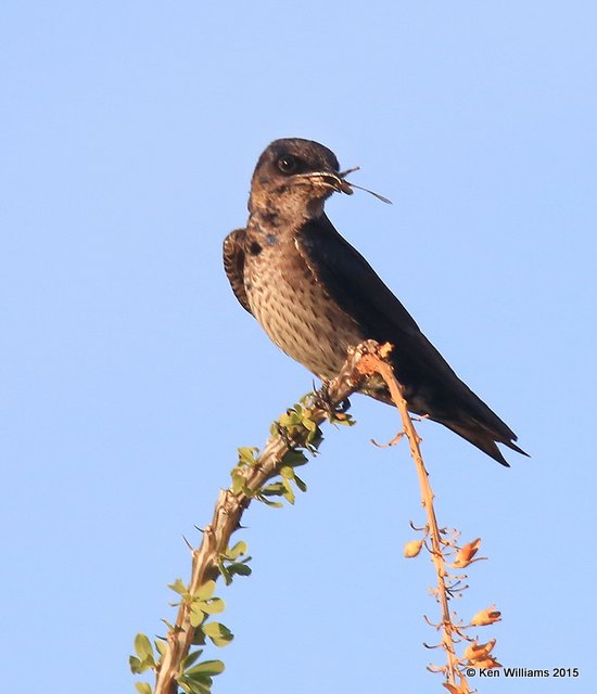 Purple Martin, Saguaro National Park,  AZ, 8-24-15, Jp_1814.JPG