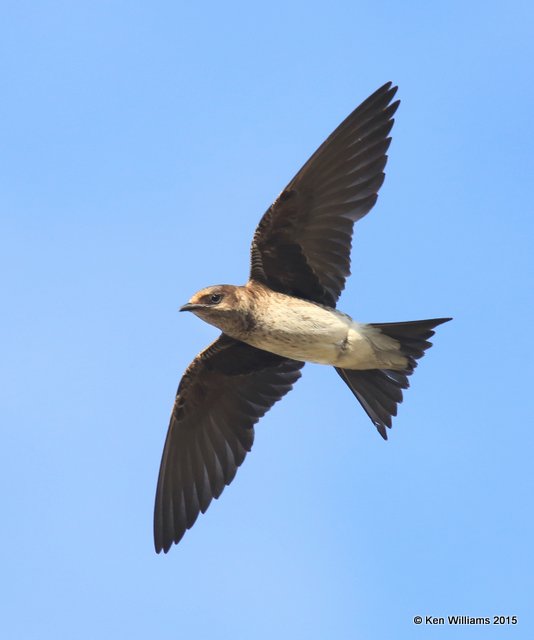 Purple Martin, Saguaro National Park,  AZ, 8-24-15, Jp_1959.JPG