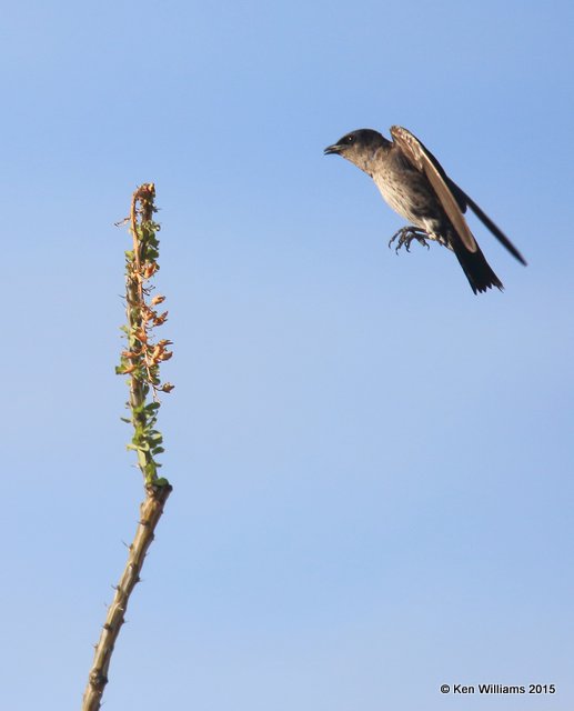 Purple Martin, Saguaro National Park,  AZ, 8-24-15, Jp_1973.JPG