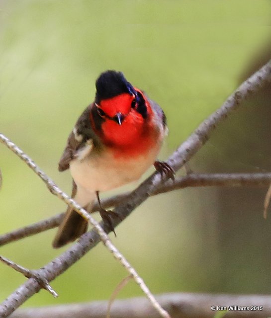 Red-faced Warbler, Ramsey Canyon, AZ, 8-20-15, Jpa_8820.JPG