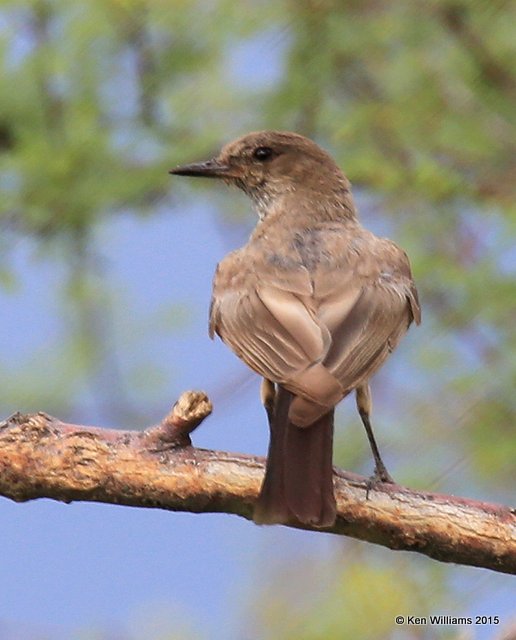 Say's Phoebe, Portal, AZ, 8-16-15, Jp_5811.JPG