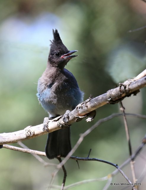 Stellar's Jay, Interior form juvenile, Ruidoso, NM, 8-14-15, Jp_4144.JPG