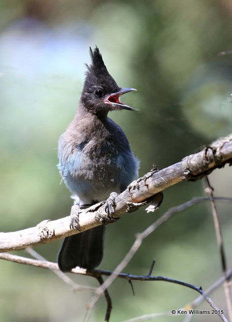 Stellar's Jay, Interior form juvenile, Ruidoso, NM, 8-14-15, Jp_4145.JPG