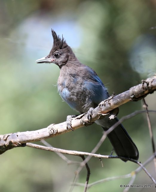 Stellar's Jay, Interior form juvenile, Ruidoso, NM, 8-14-15, Jp_4148.JPG
