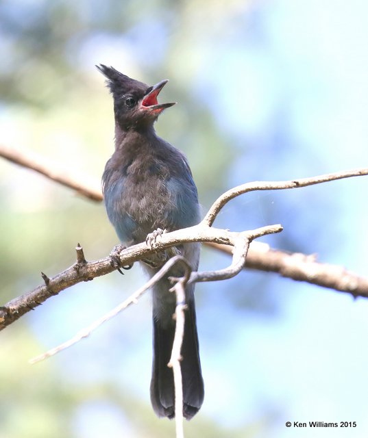 Stellar's Jay, Interior form juvenile, Ruidoso, NM, 8-14-15, Jp_4165.JPG