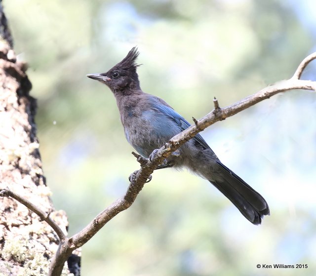 Stellar's Jay, Interior form juvenile, Ruidoso, NM, 8-14-15, Jp_4168.JPG
